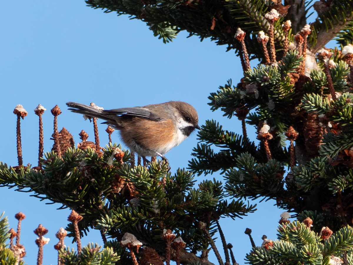 Boreal Chickadee - ML646557528