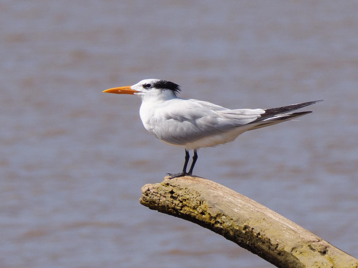 שחפית גדולה - ML646557529