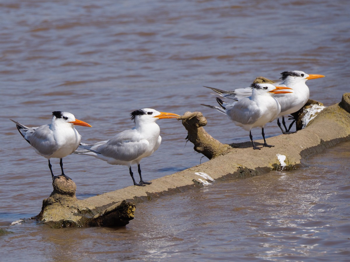 שחפית גדולה - ML646557530