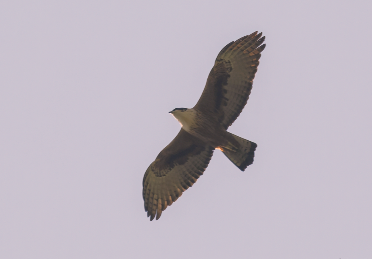 Rufous-bellied Eagle - ML646557531