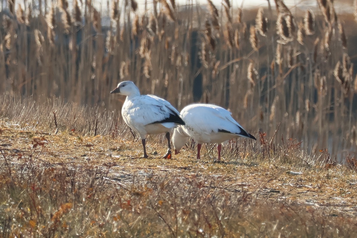 אווז קנדי - ML646557534