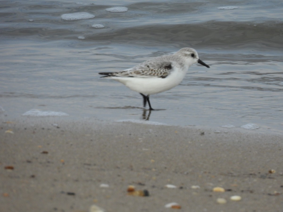 三趾濱鷸 - ML646557535