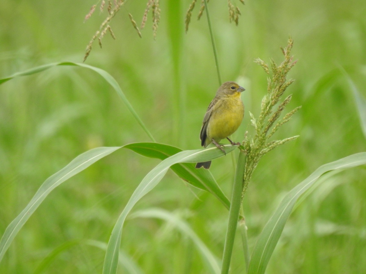 Короткоклювый зерноед - ML646557538