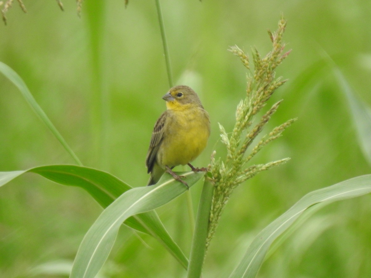 Короткоклювый зерноед - ML646557539