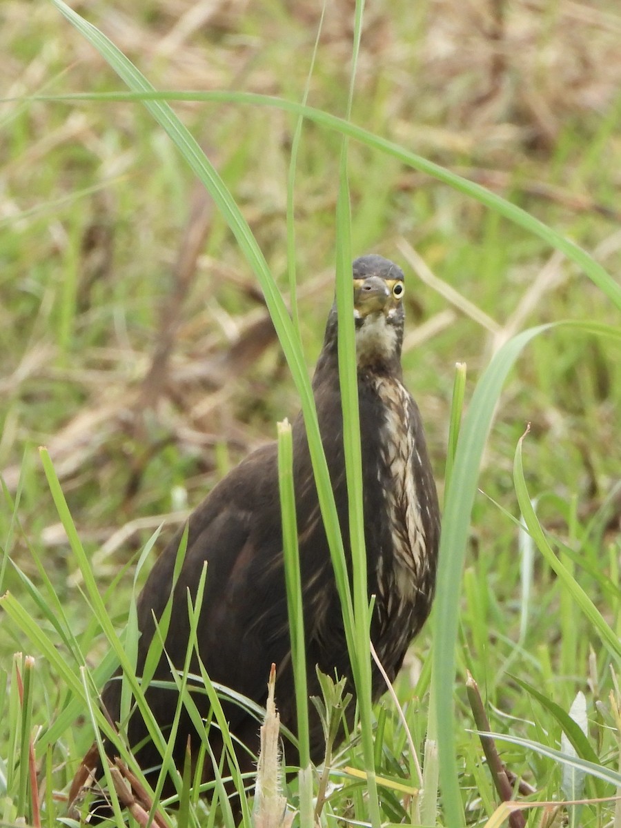 クロアマサギ - ML646557542