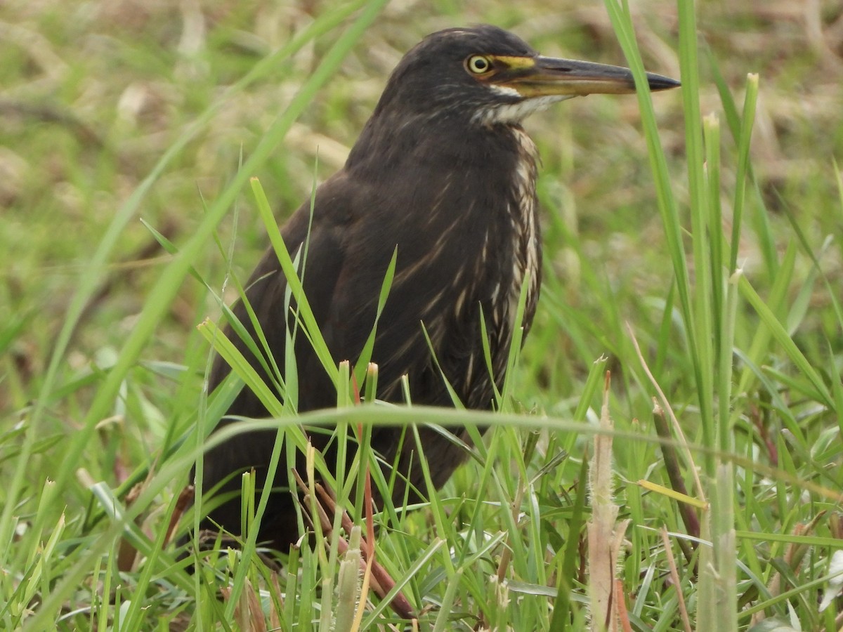 クロアマサギ - ML646557543