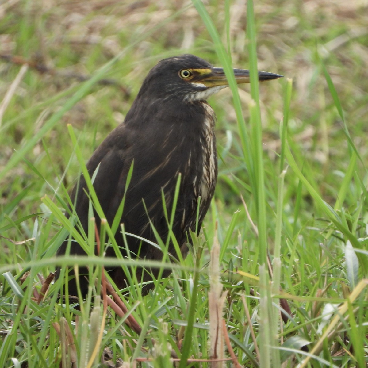クロアマサギ - ML646557544