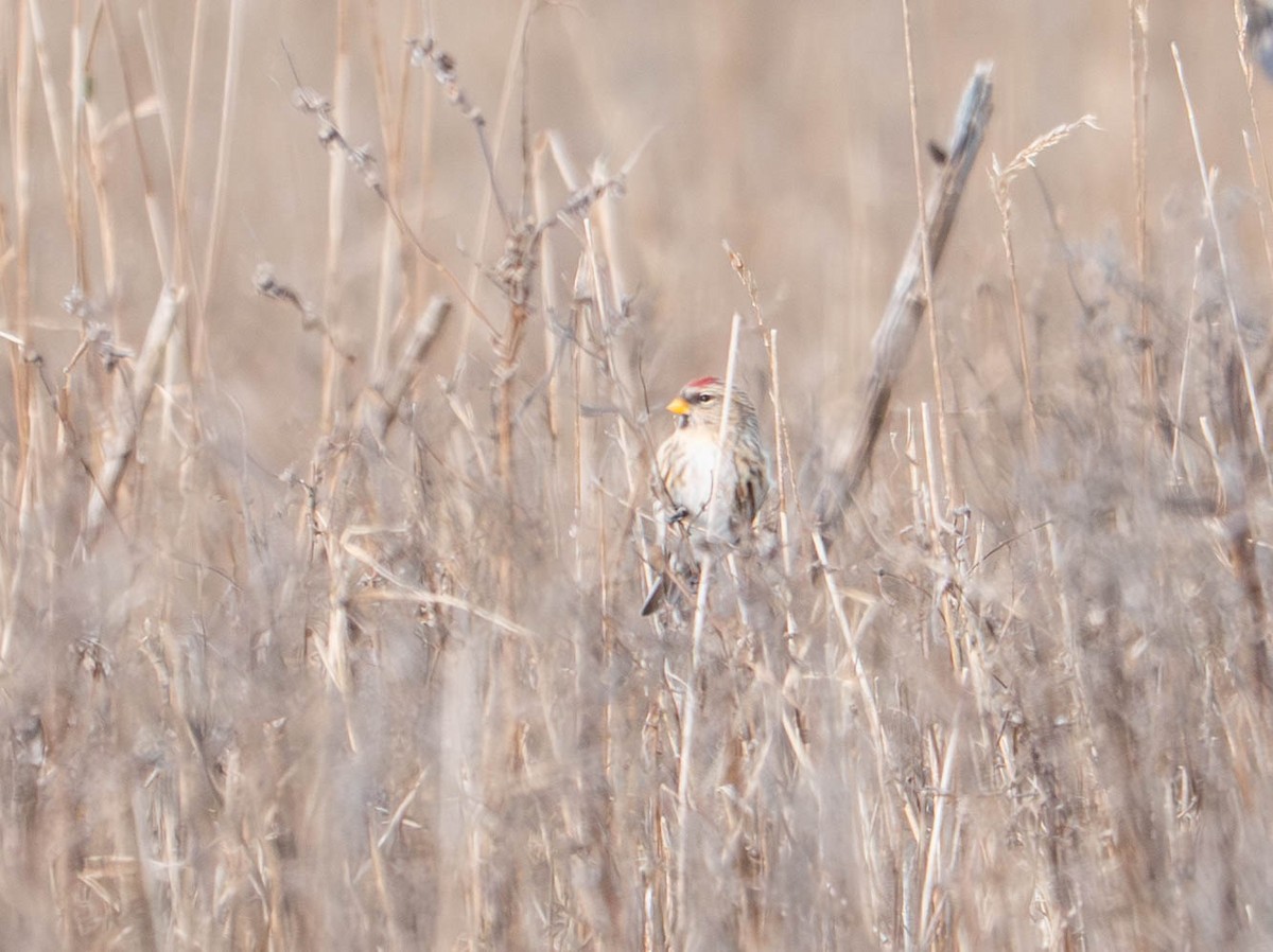Redpoll (Common) - ML646557545