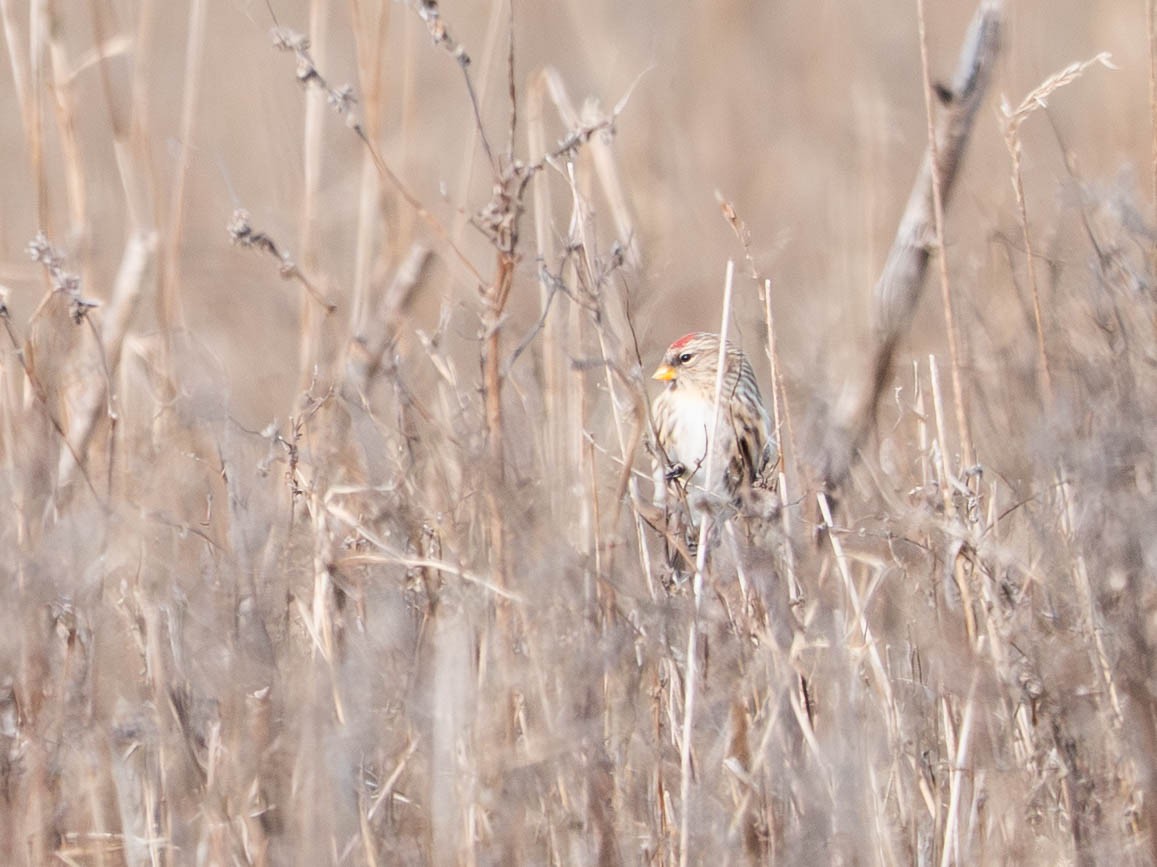 Redpoll (Common) - ML646557546