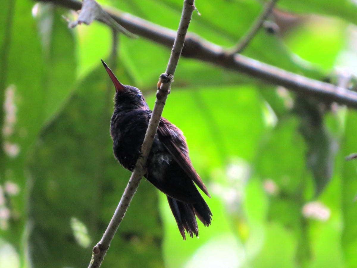 Violet-bellied Hummingbird - ML646557547