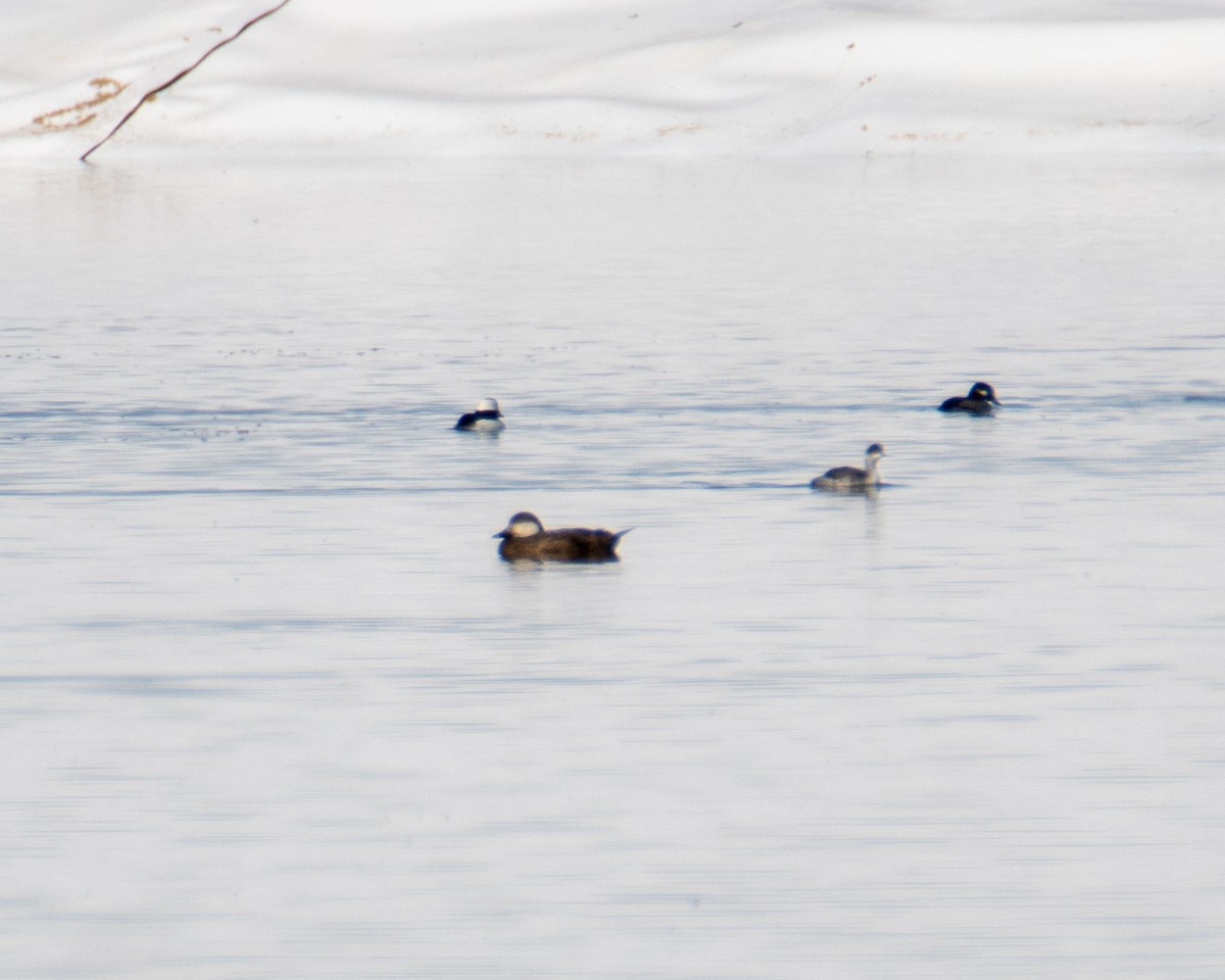 Pazifiktrauerente - ML646557548