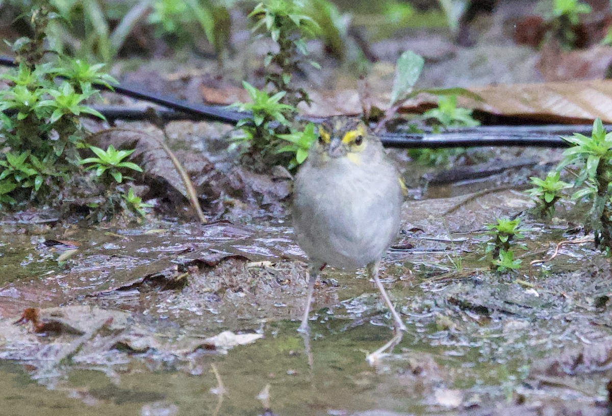 Chingolo Cejigualdo - ML646557551