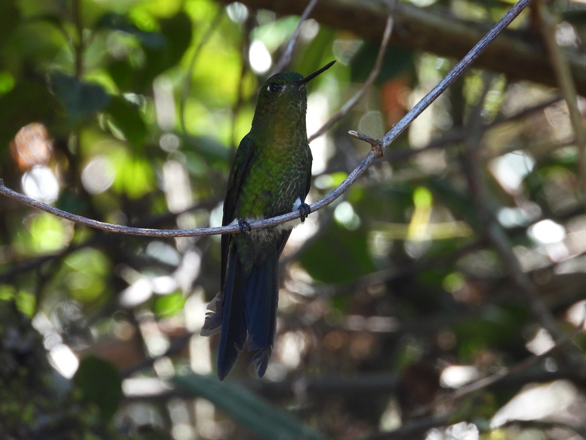 Goldbrust-Höschenkolibri - ML646557552