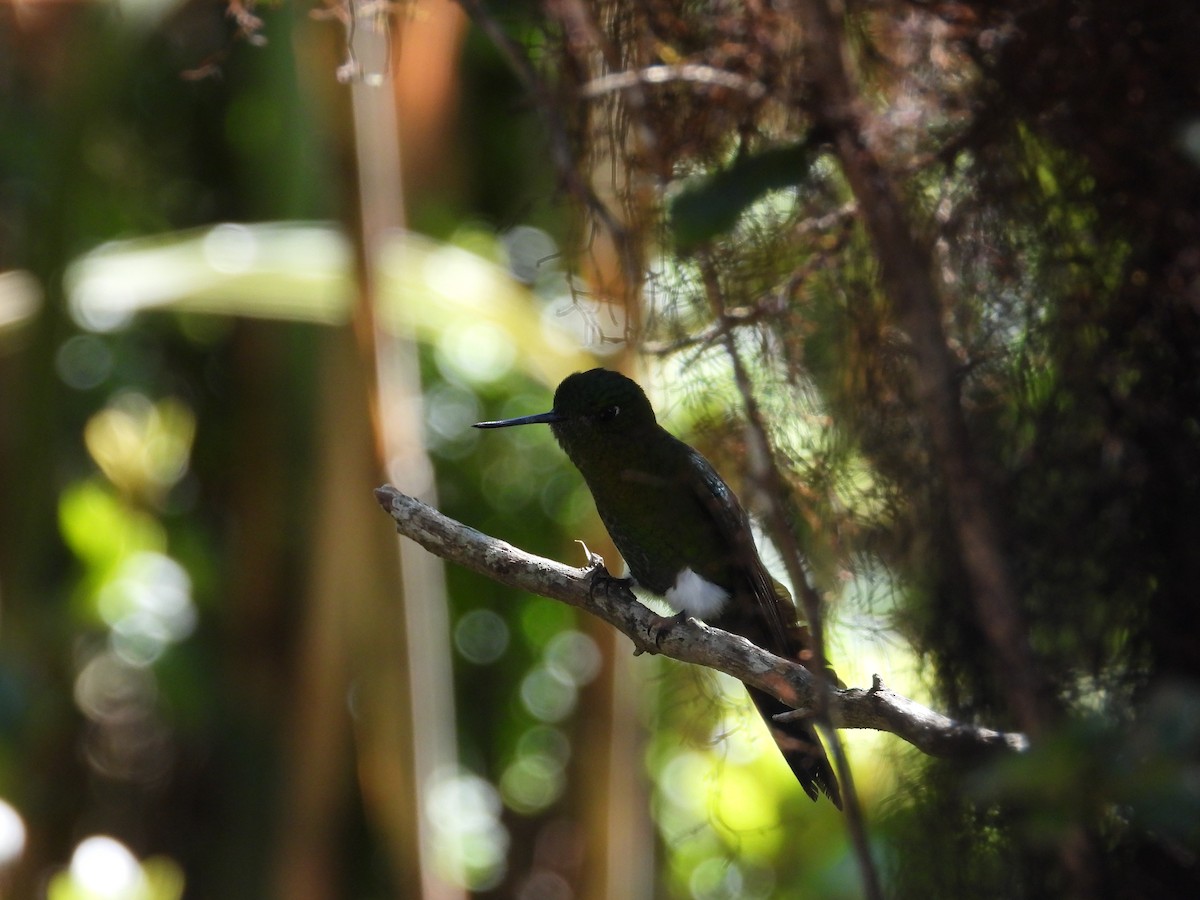 Goldbrust-Höschenkolibri - ML646557553