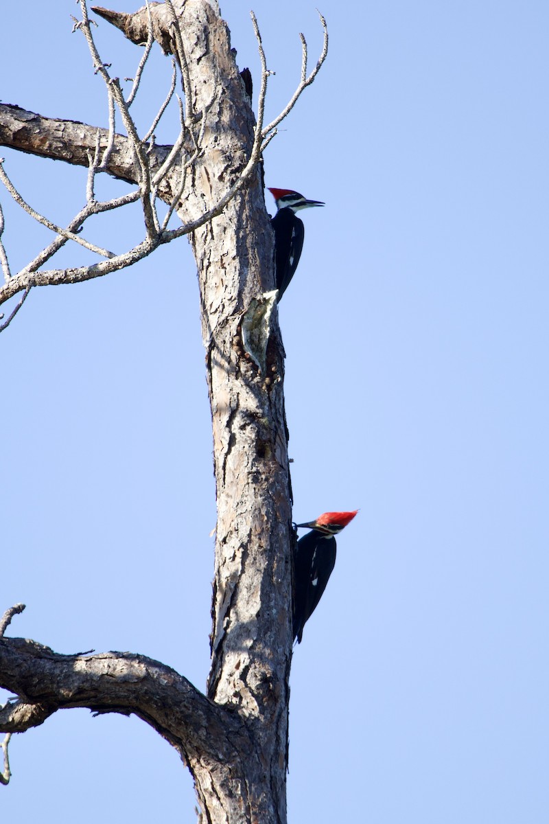 Kuzey Amerika Kara Ağaçkakanı - ML646557557