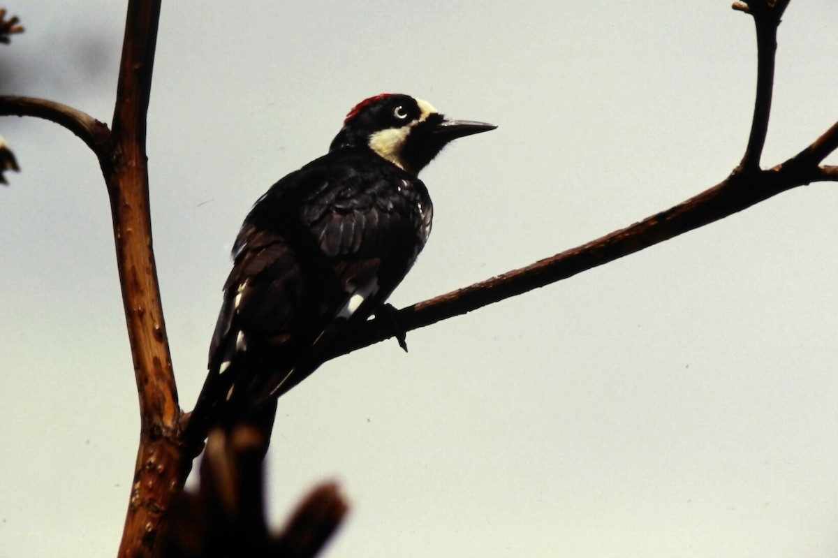 Acorn Woodpecker (Acorn) - ML646557559