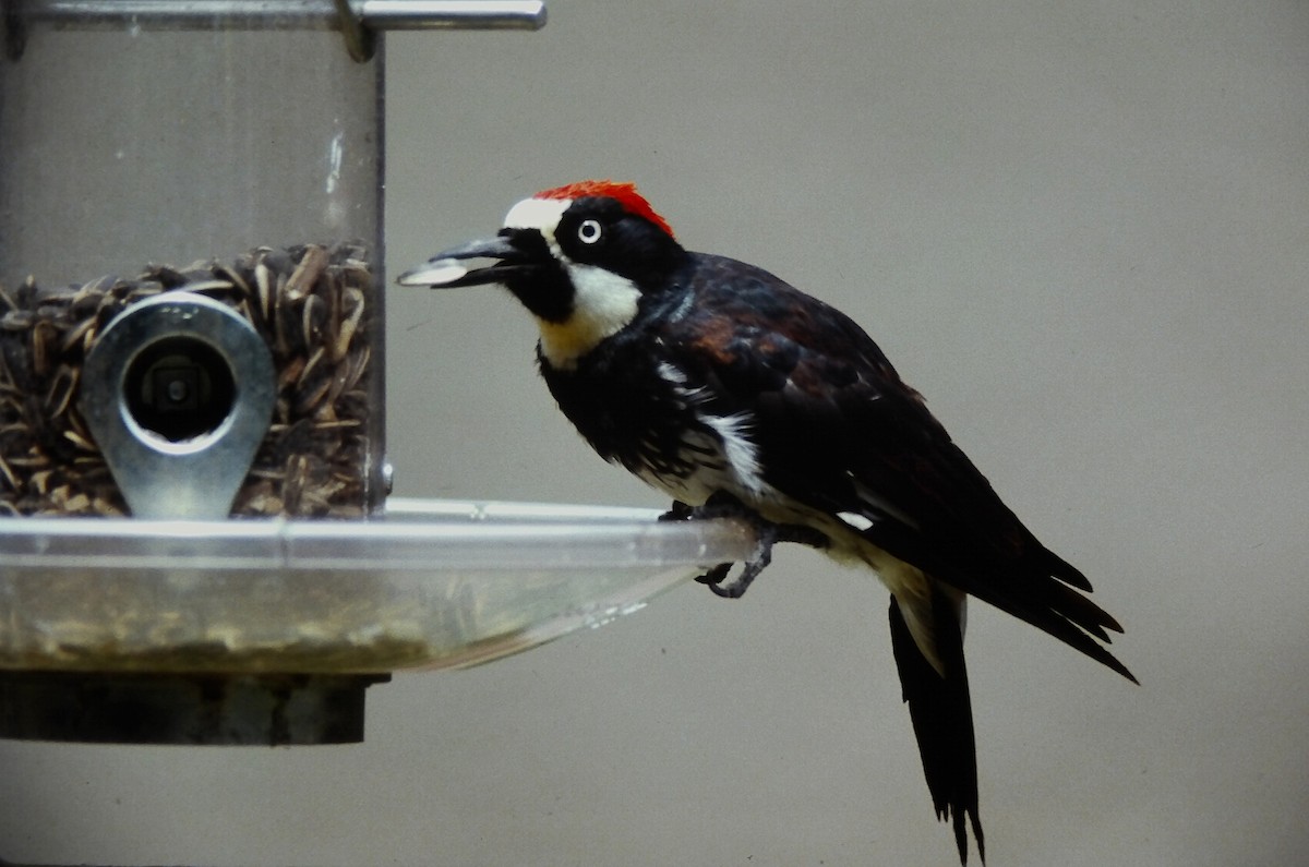 Acorn Woodpecker (Acorn) - ML646557560