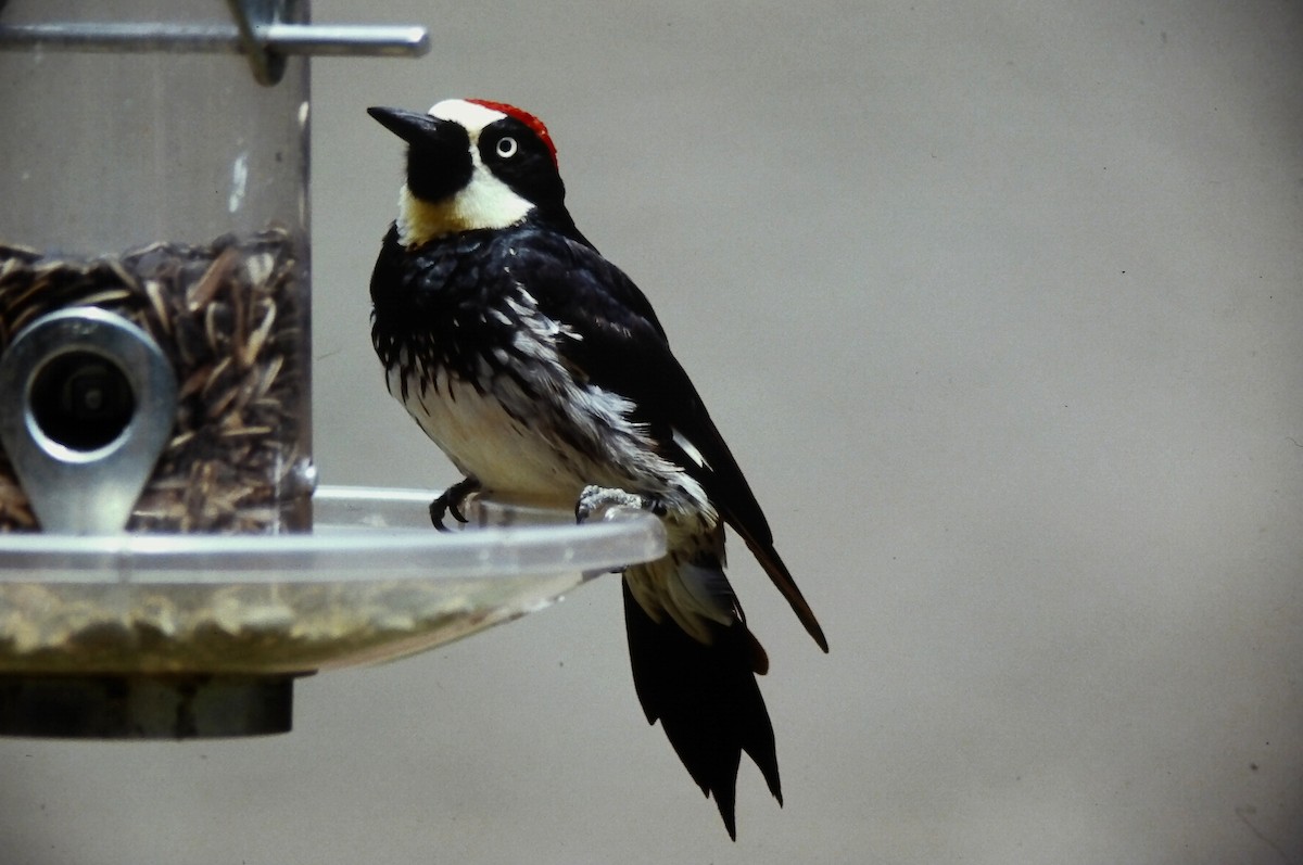 Acorn Woodpecker (Acorn) - ML646557561