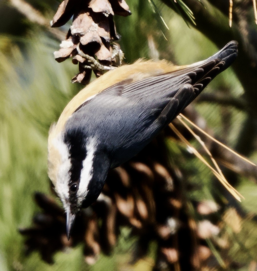 סיטה קנדית - ML646557562