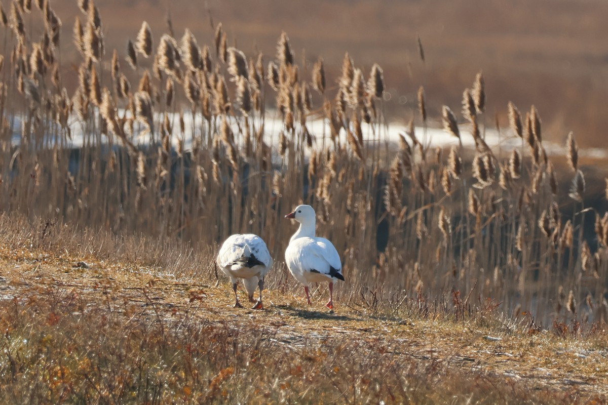אווז קנדי - ML646557563