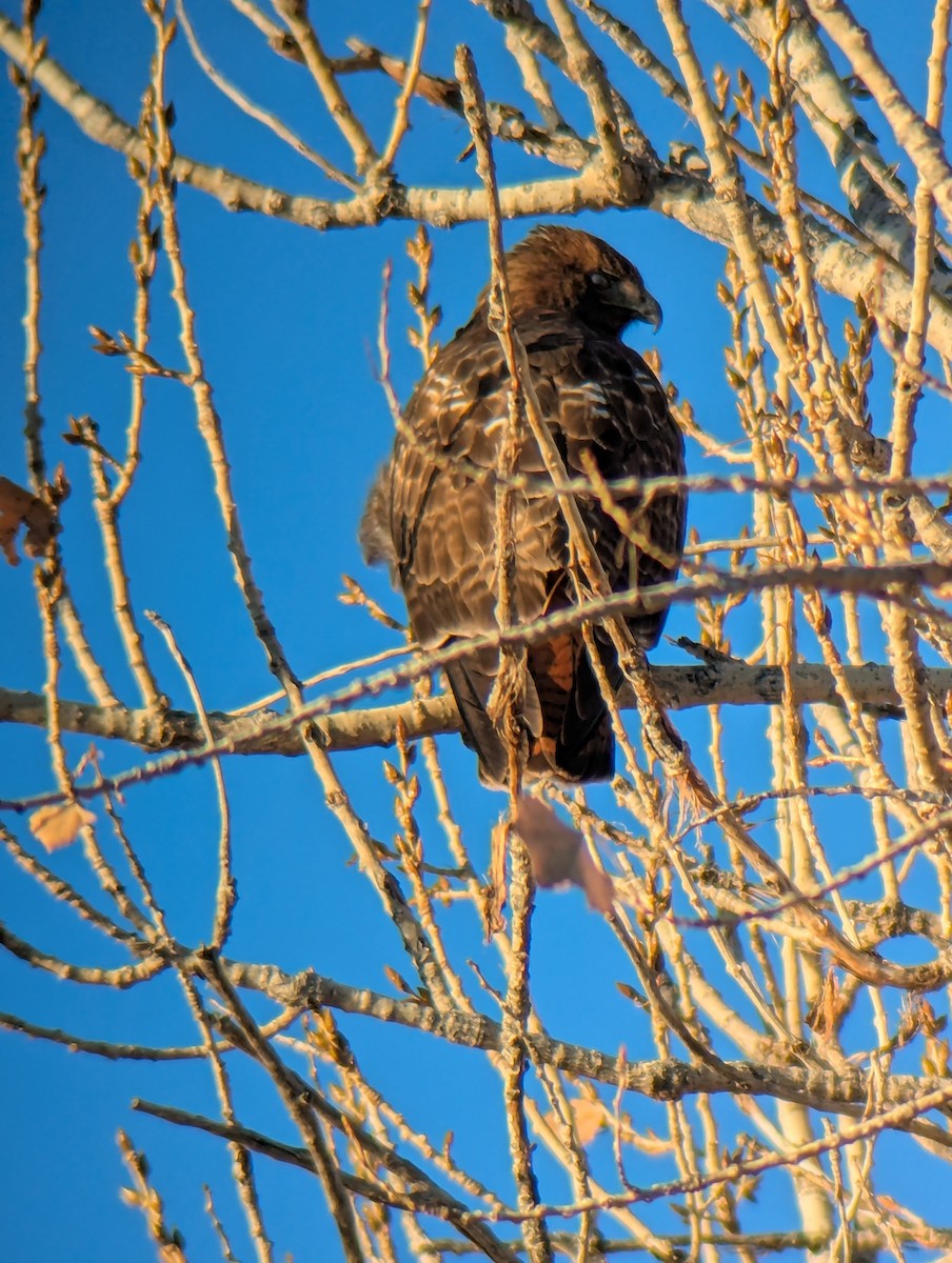 Red-tailed Hawk - ML646557564