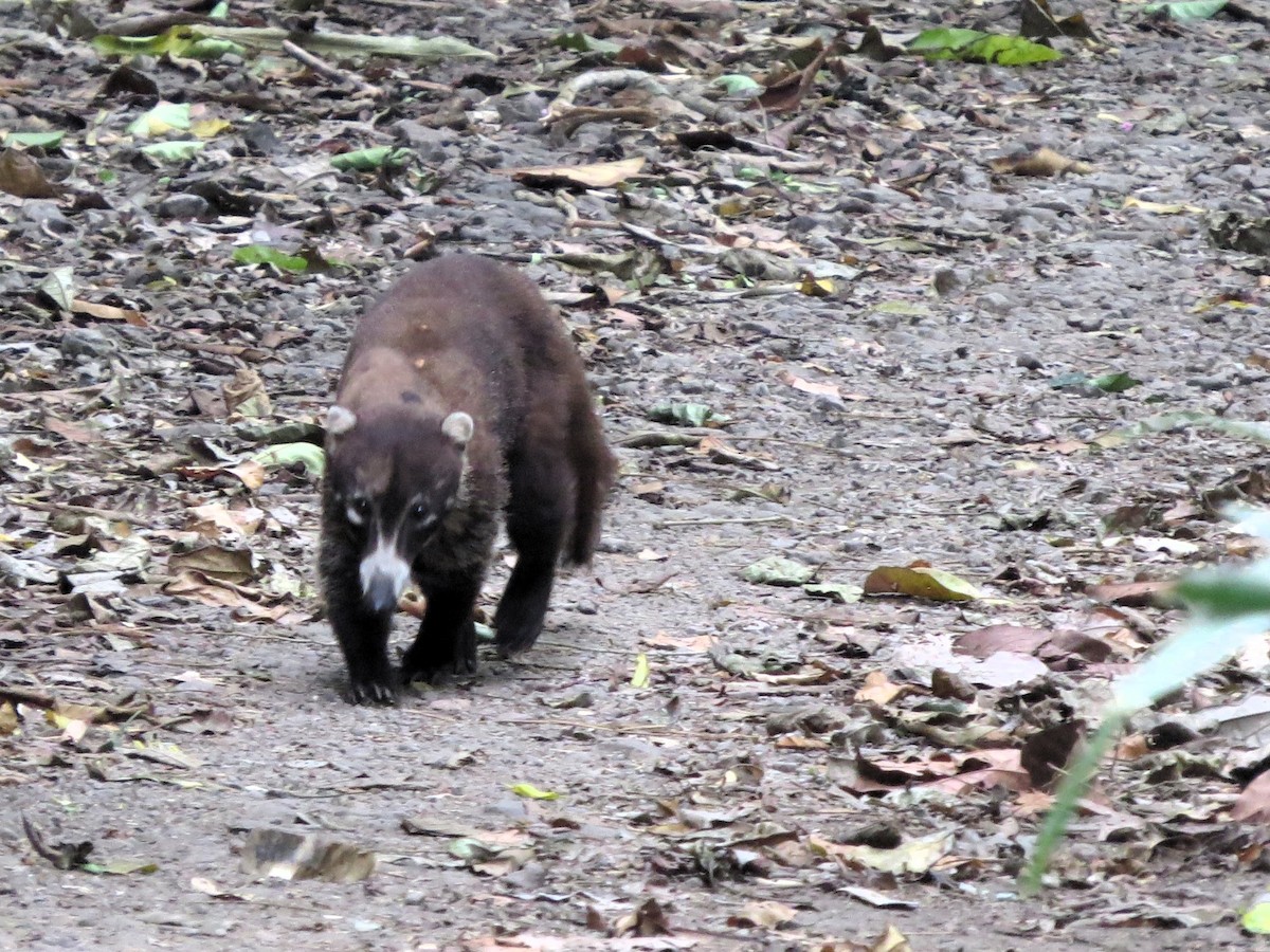 Animals - ML646557565