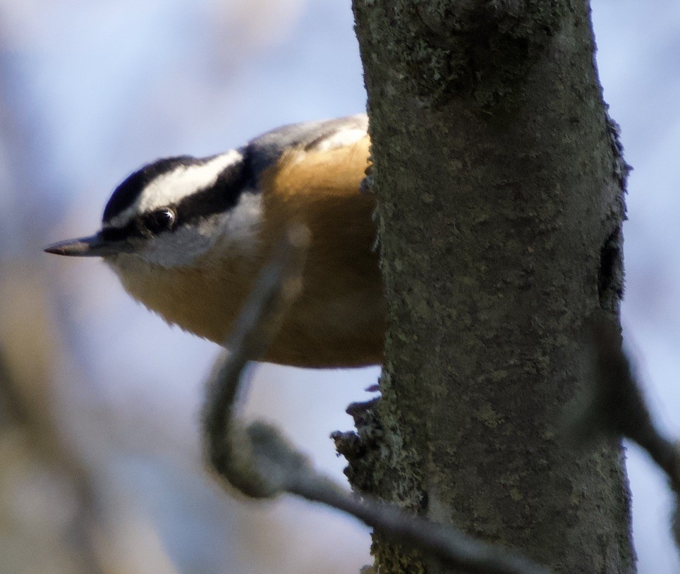 סיטה קנדית - ML646557566