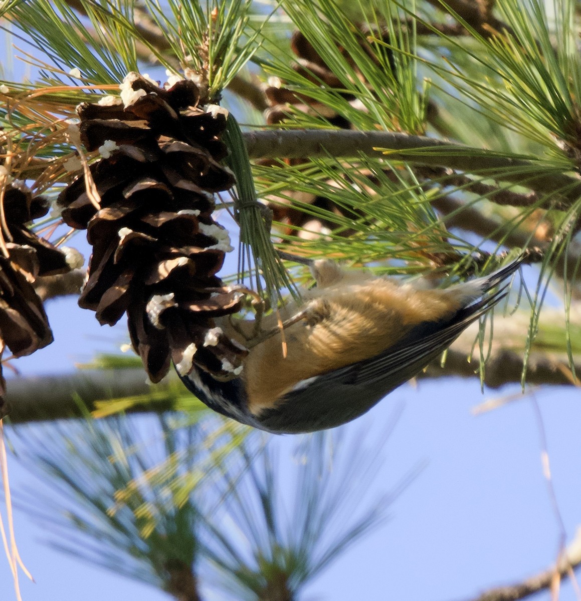 סיטה קנדית - ML646557568