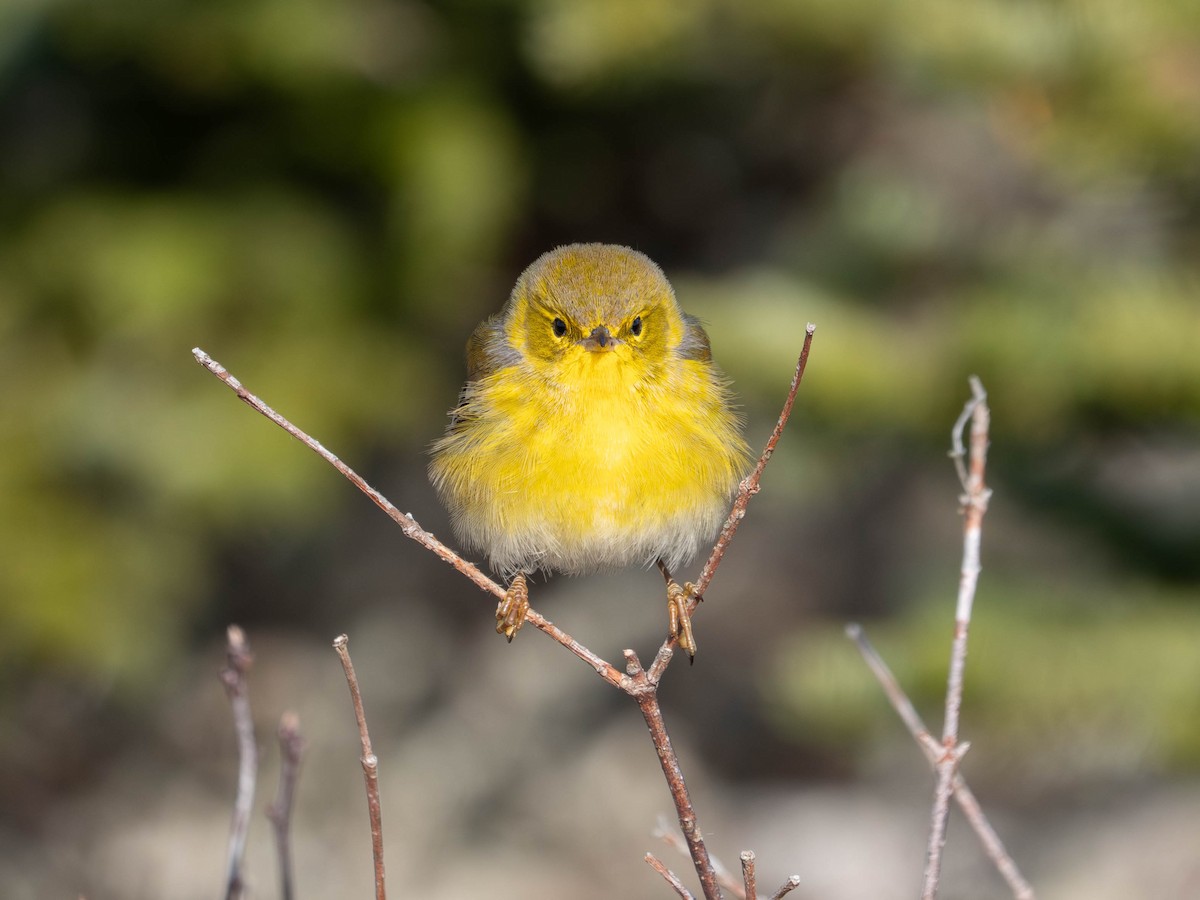 Paruline des pins - ML646557569