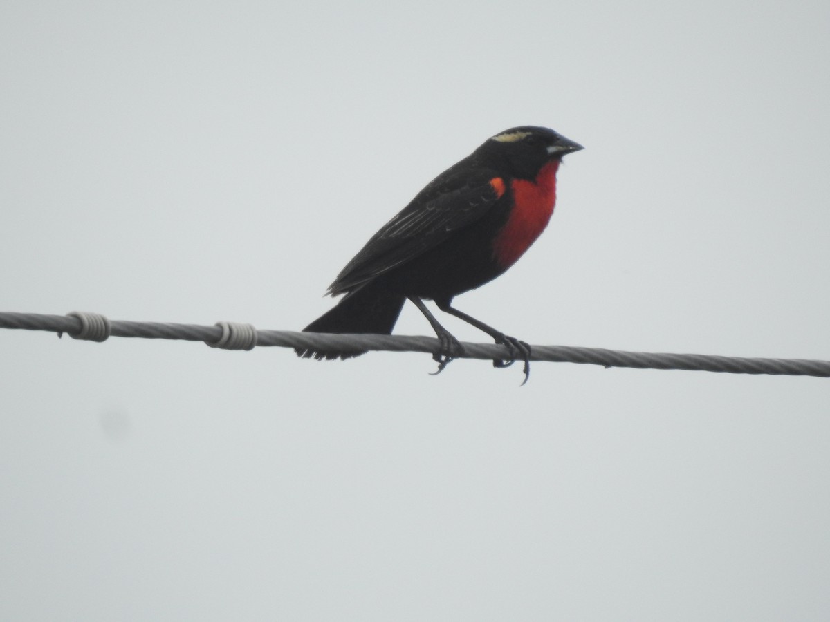 Weißbrauenstärling - ML646557570