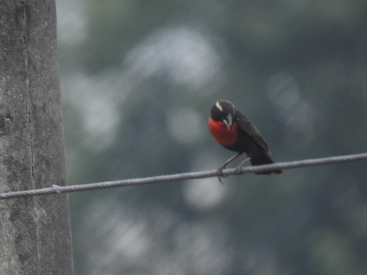 White-browed Meadowlark - ML646557571
