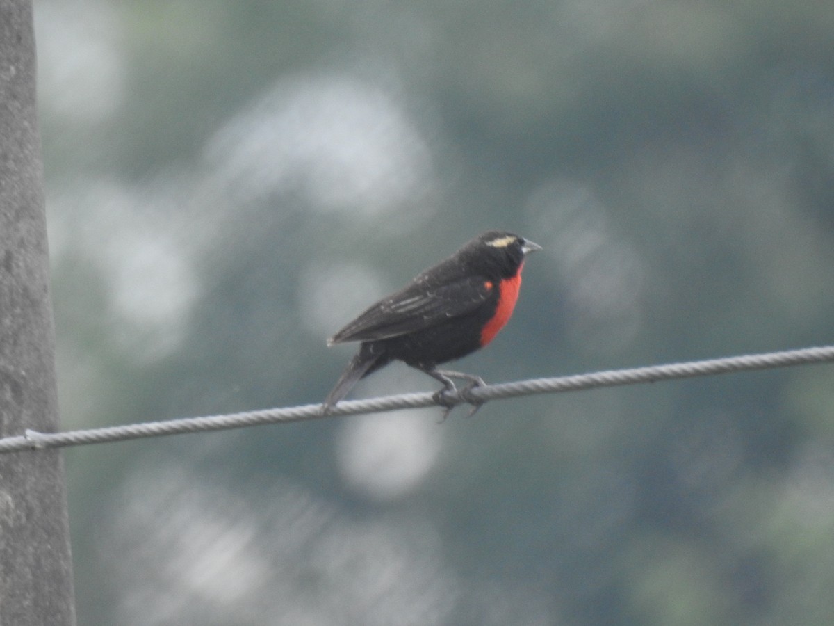 Weißbrauenstärling - ML646557572