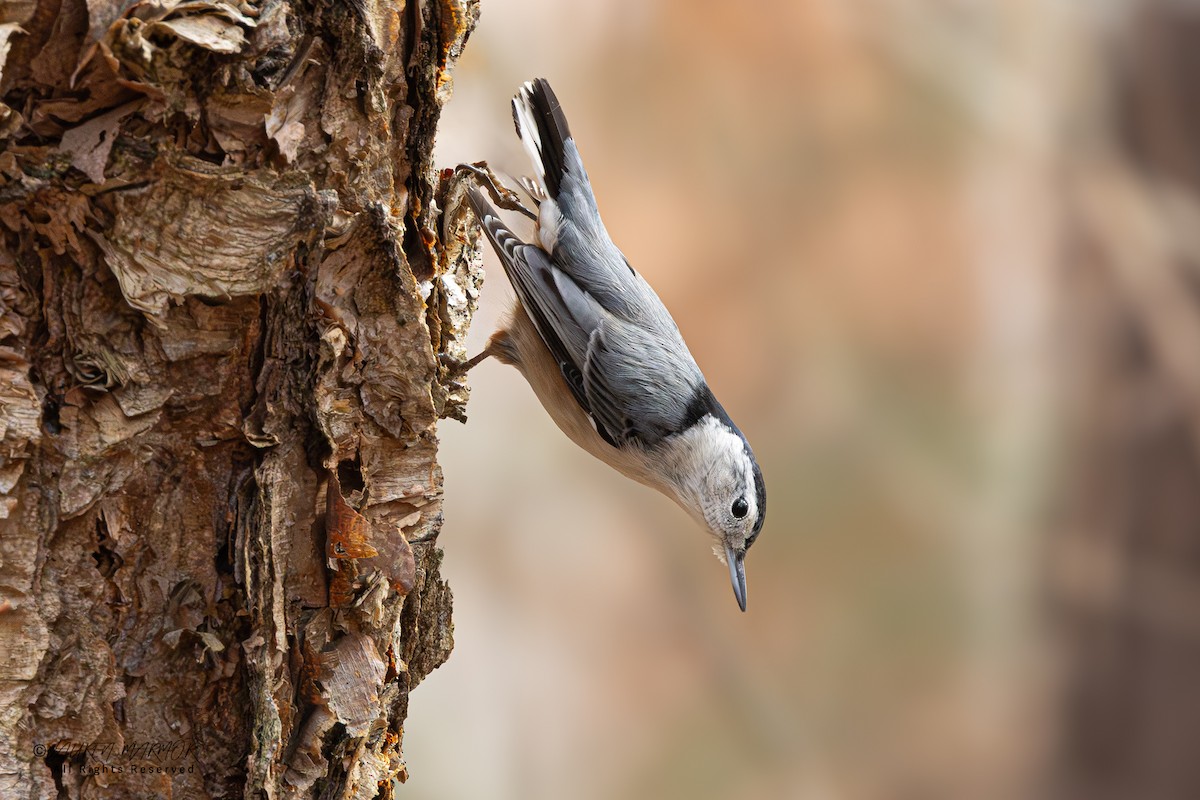 White-breasted Nuthatch - ML646557573