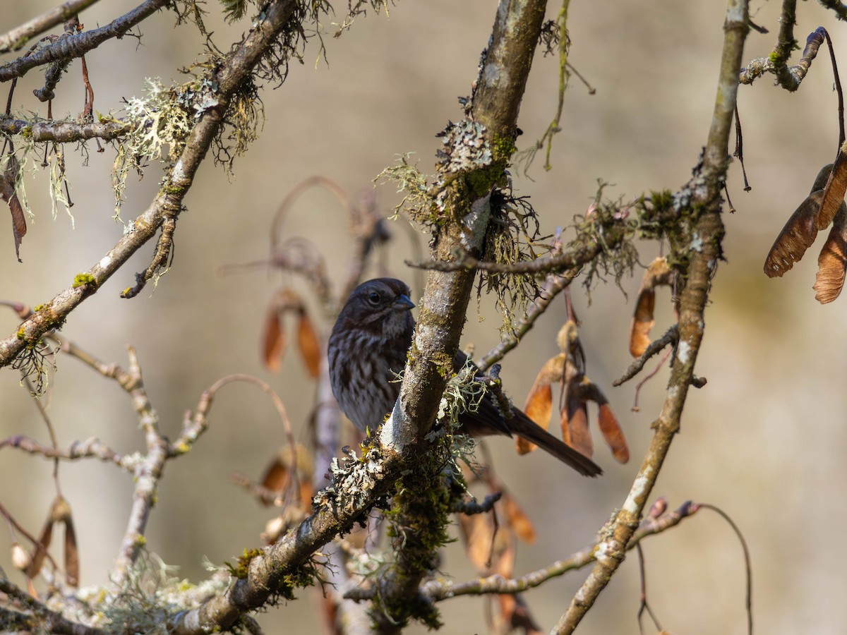 Singammer - ML646557580