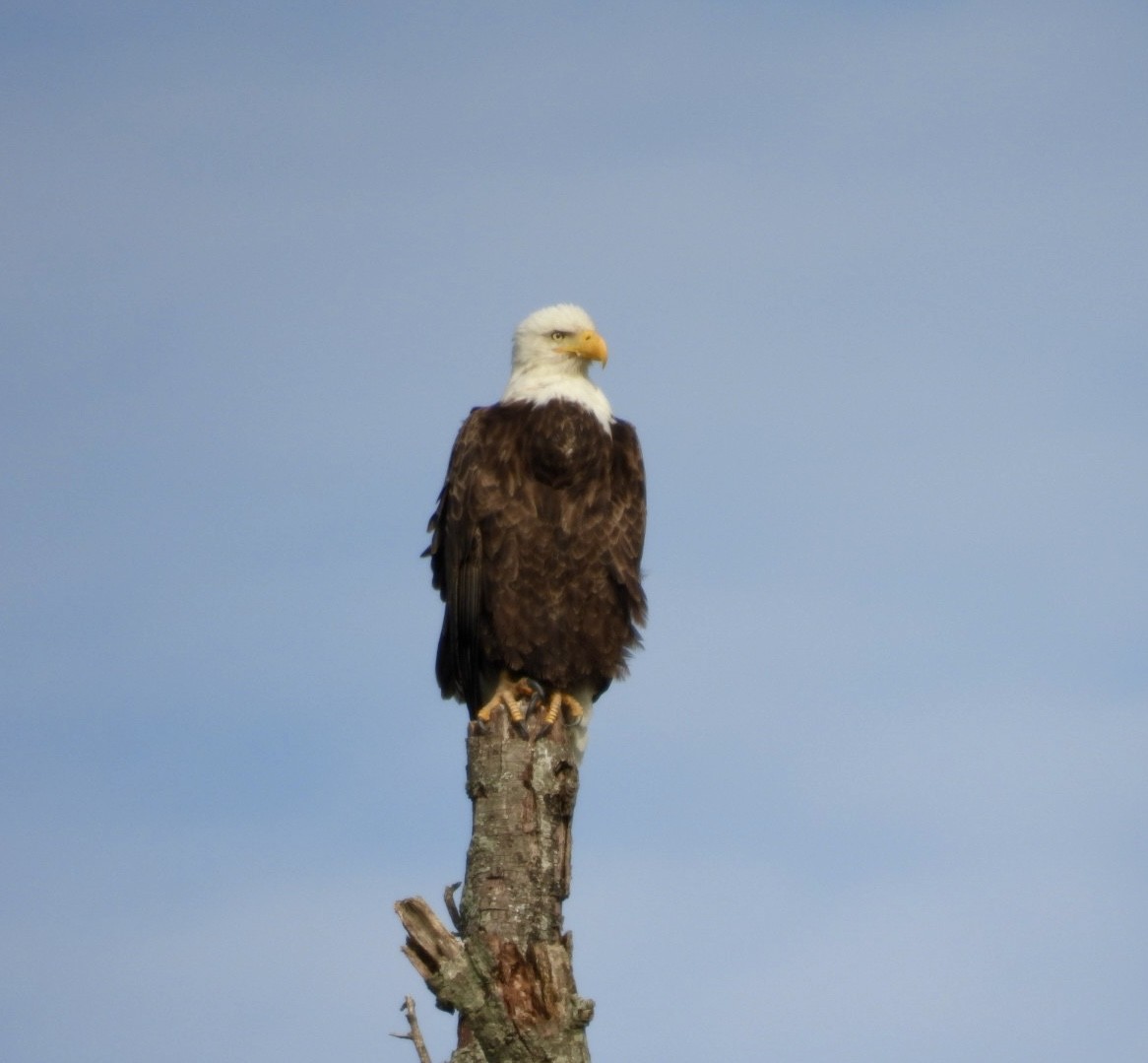 Bald Eagle - ML646557585