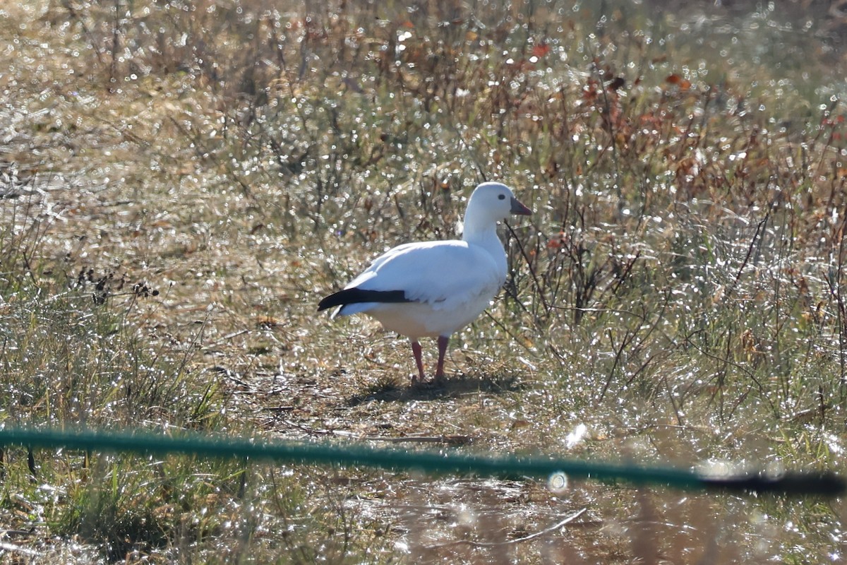 אווז קנדי - ML646557586
