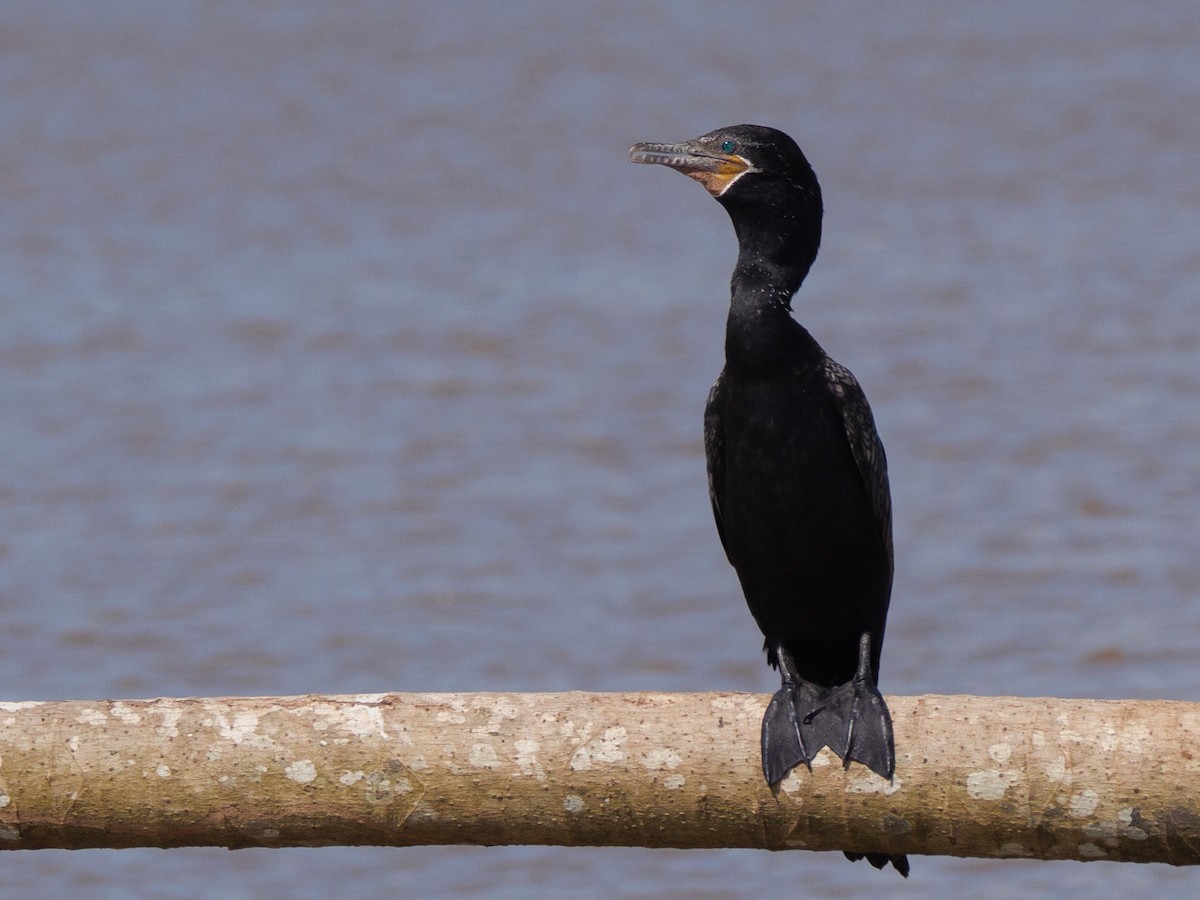 Neotropic Cormorant - ML646557587