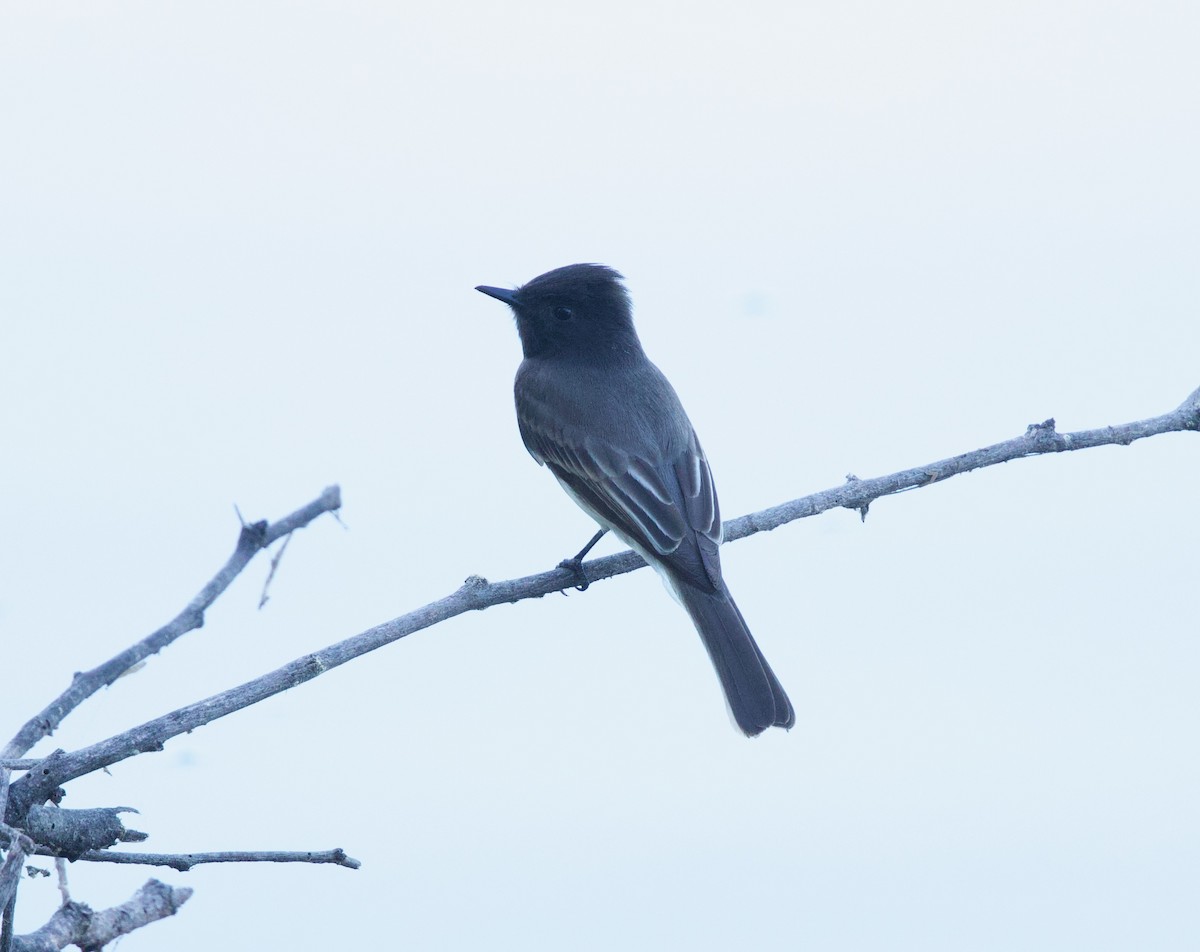 Black Phoebe - ML646557588