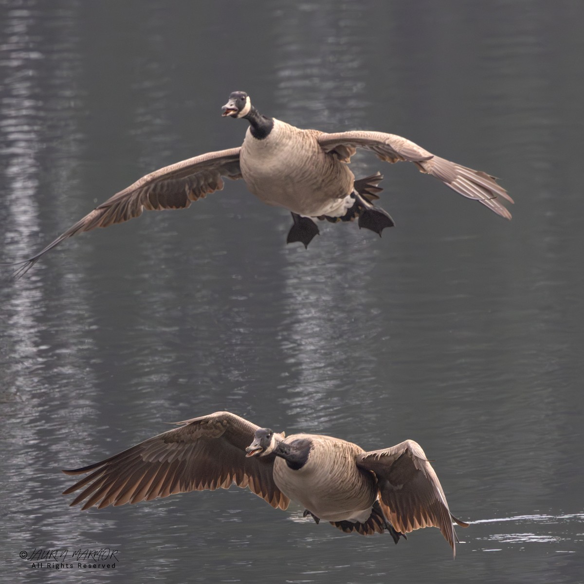 Canada Goose - ML646557590