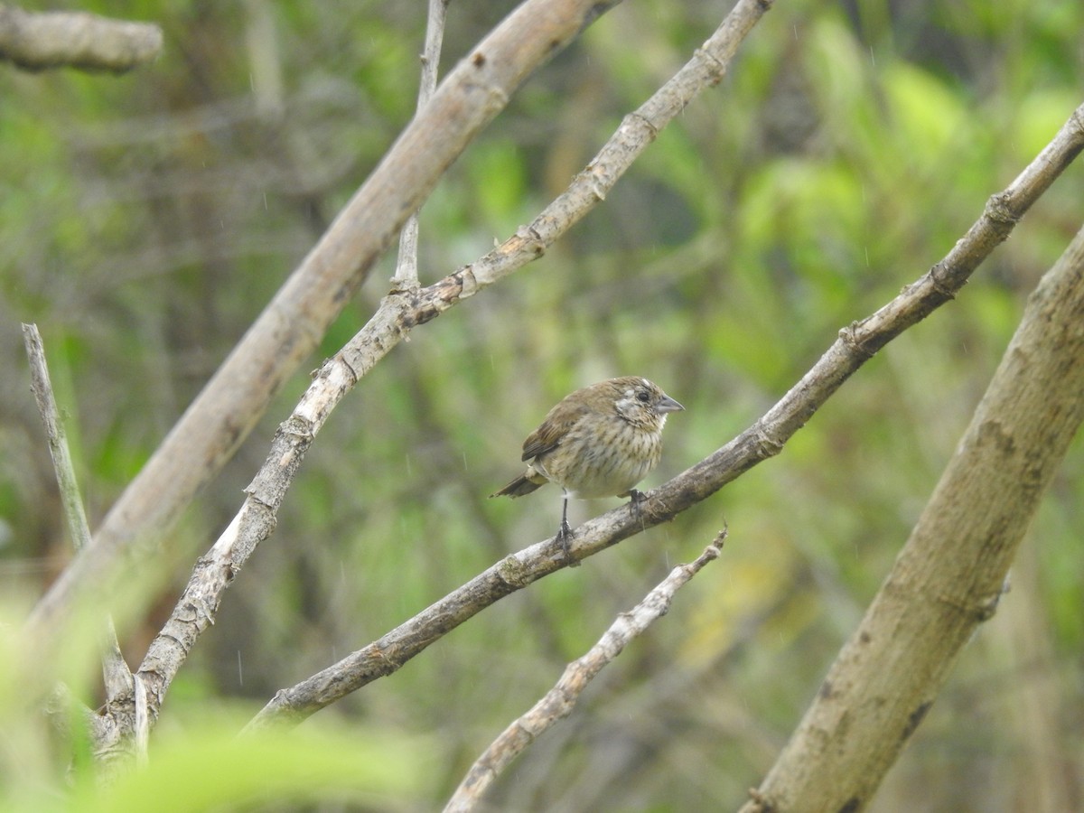 Jacarinitangare - ML646557591