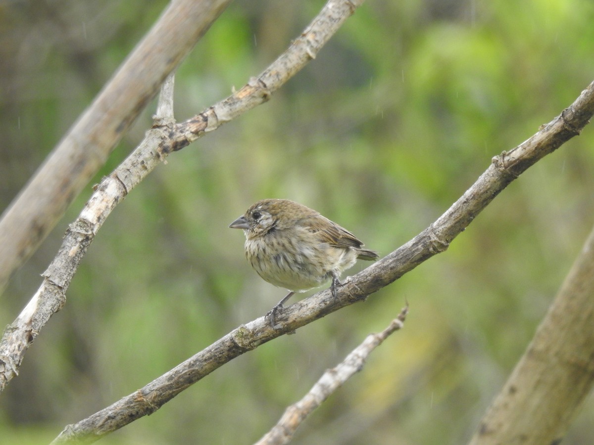 Jacarinitangare - ML646557592