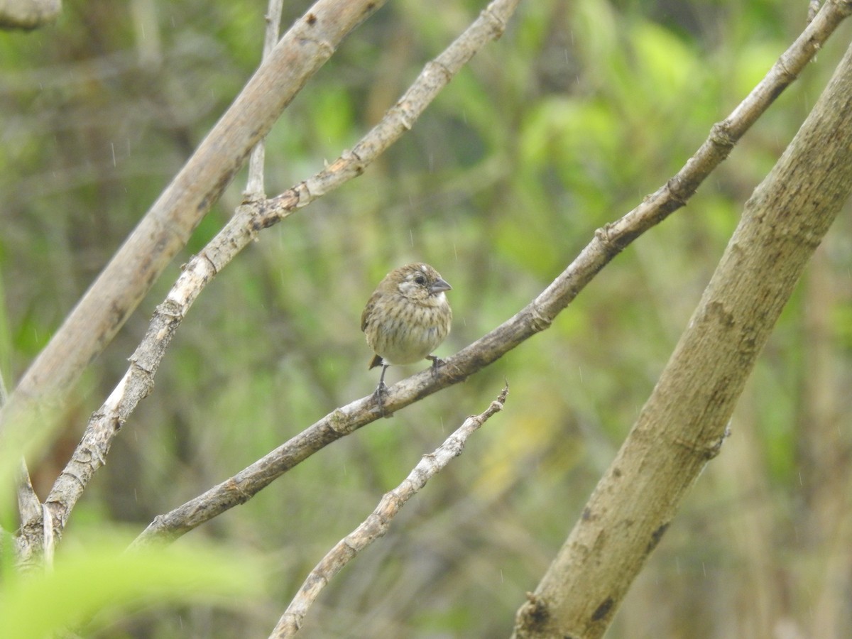 Jacarinitangare - ML646557593