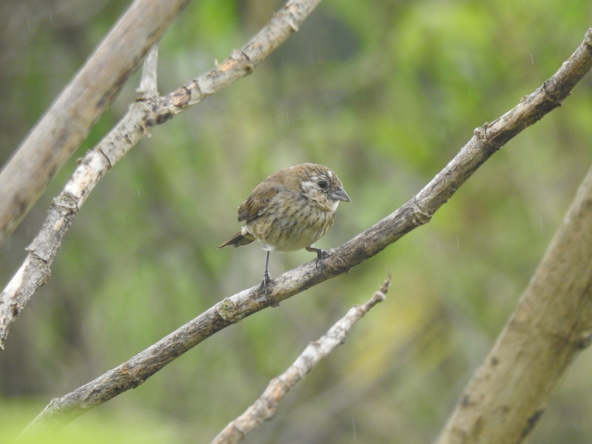 Jacarinitangare - ML646557594