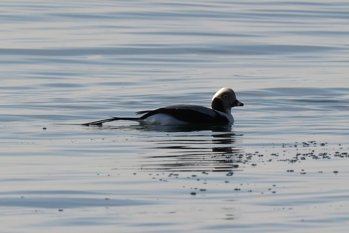 長尾鴨 - ML646557596