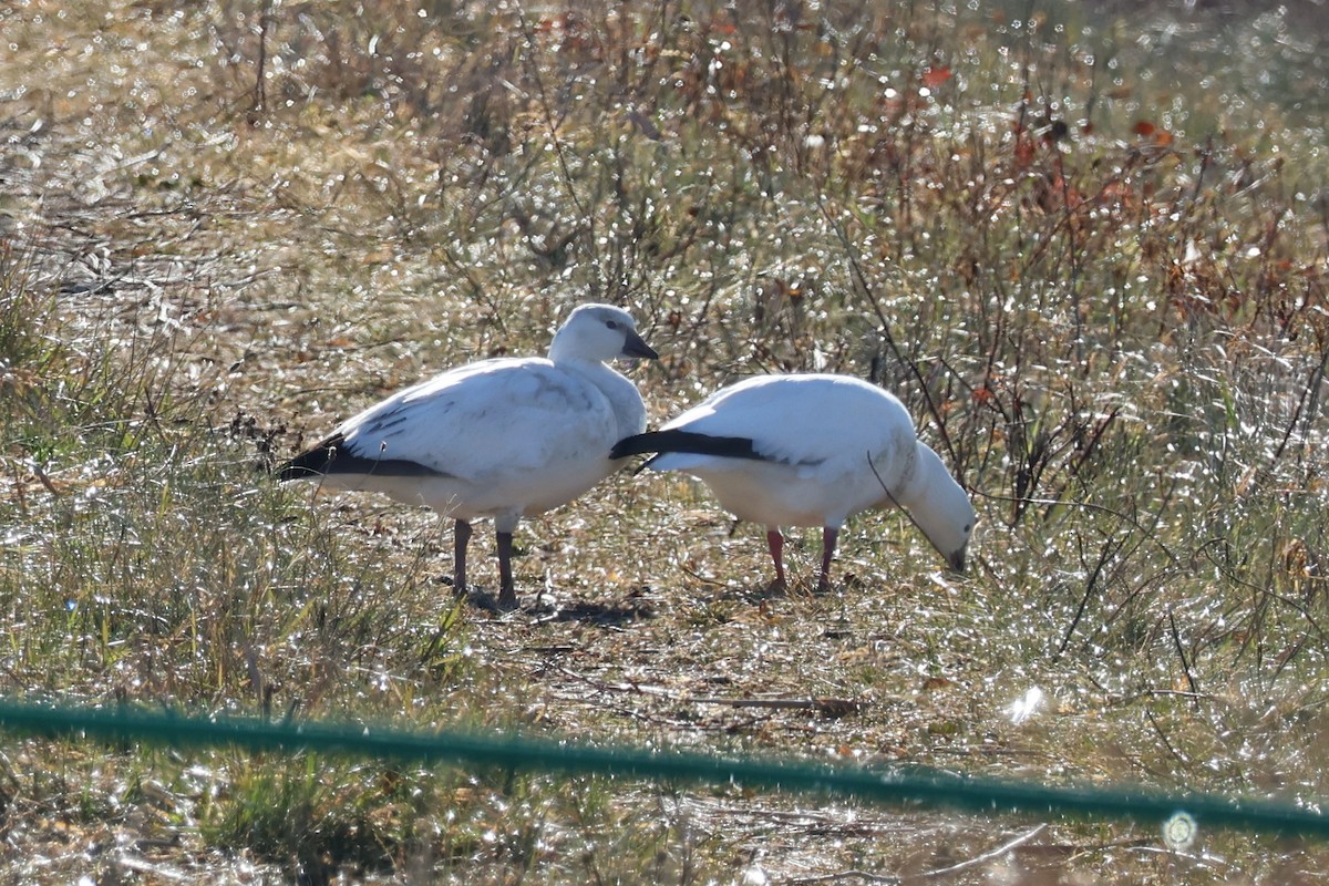 אווז קנדי - ML646557597