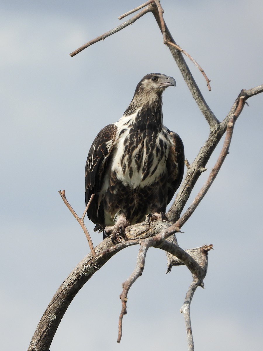 flodørn - ML646557598