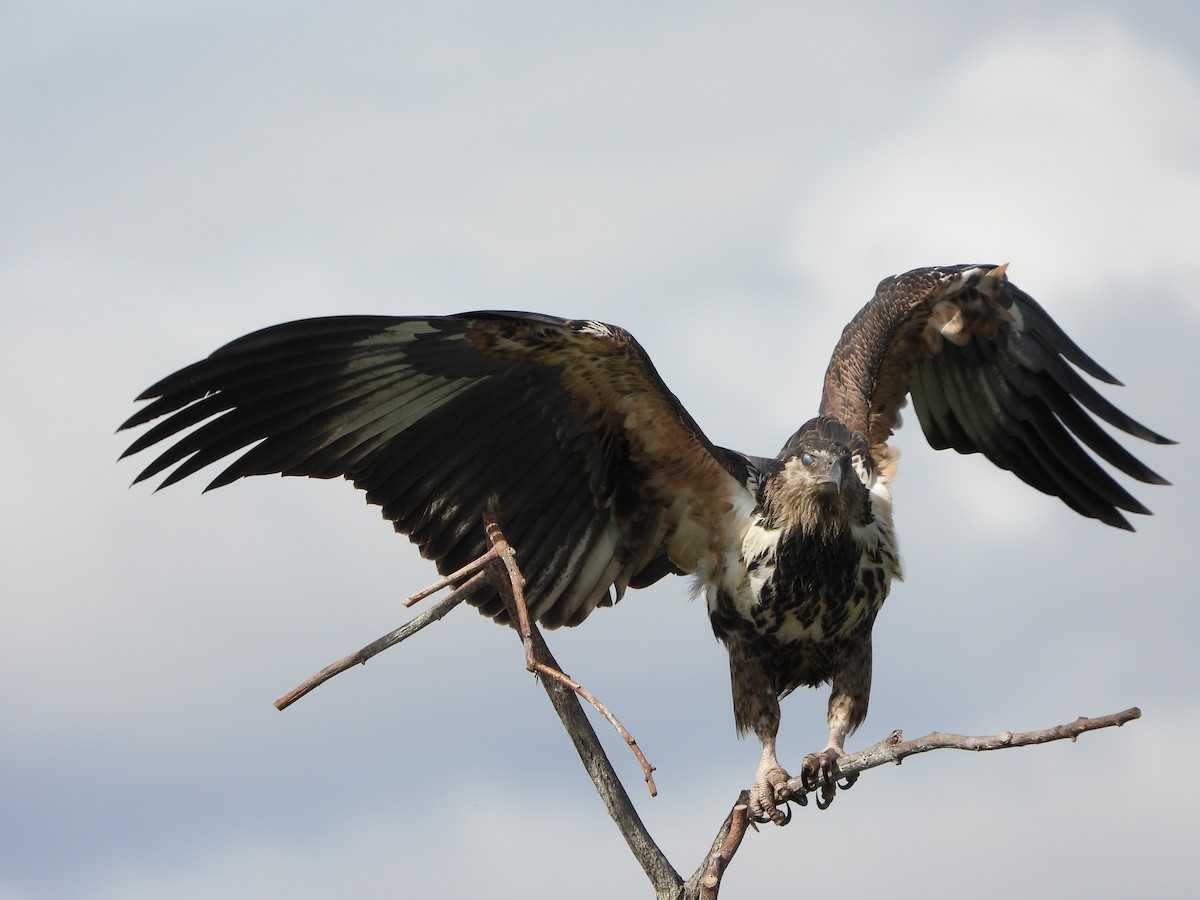 Орлан-крикун - ML646557599