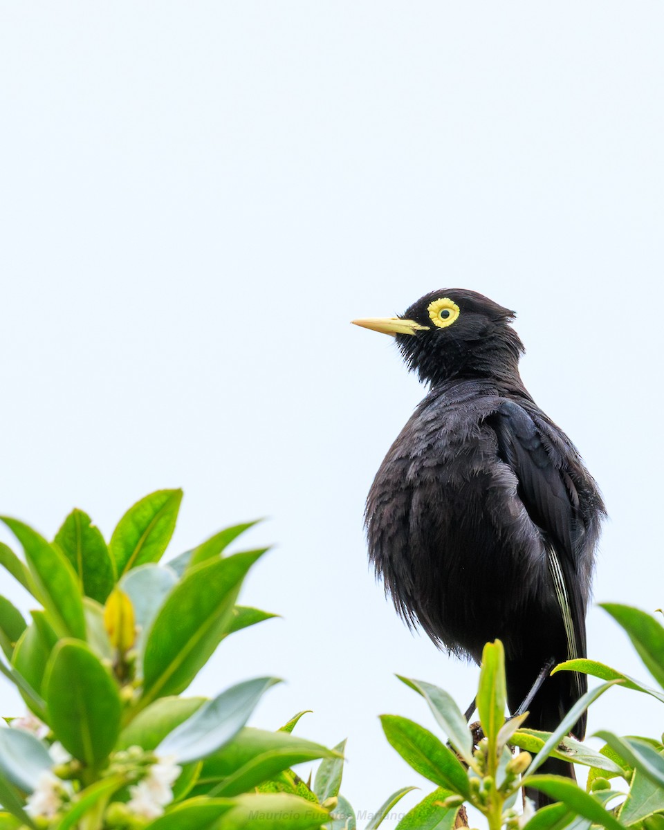 Spectacled Tyrant - ML646557605