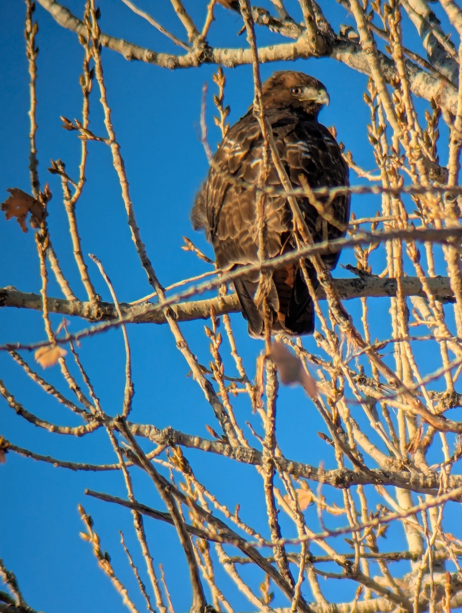 Red-tailed Hawk - ML646557607