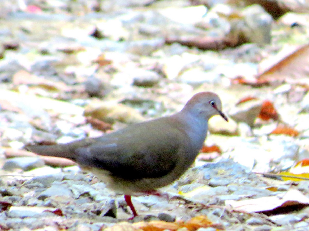 Gray-chested Dove - ML646557608